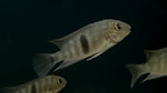 Neet Cichlid (Neetroplus nematopus)