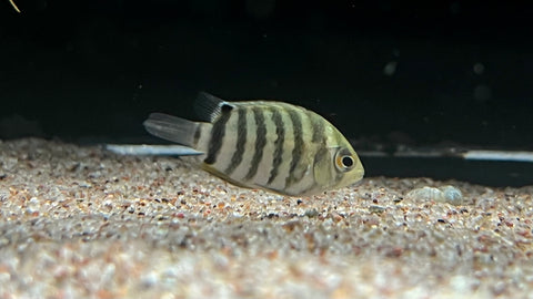 Rotkeil Severum (Heros efasciatus) - xSmall