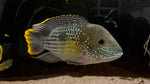 Green Terror (Andinoacara rivulatus) - xLarge
