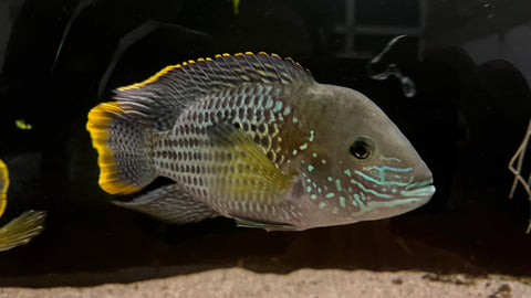 Green Terror (Andinoacara rivulatus) - xLarge