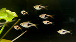 Harlequin Rasbora (Rasbora heteromorpha) - Large