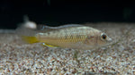 West African Mouthbrooder (Pseudocrenilabrus nicholsi)