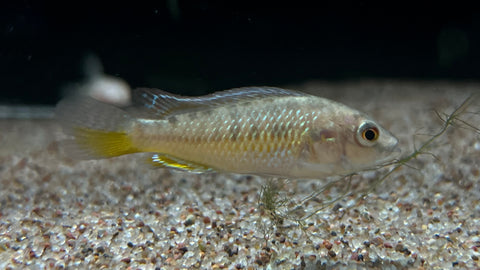 West African Mouthbrooder (Pseudocrenilabrus nicholsi)