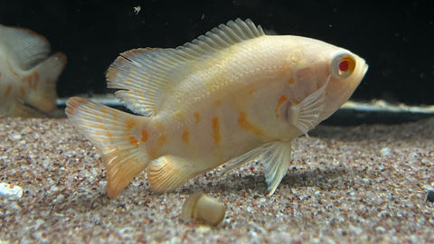 Albino Tiger Oscar (Astronotus ocellatus) - Small