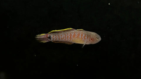 Peacock Gudgeon (Tateurndina ocellicauda) - Large