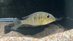 Red Head Tapajos (Geophagus pyrocephalus) - Small