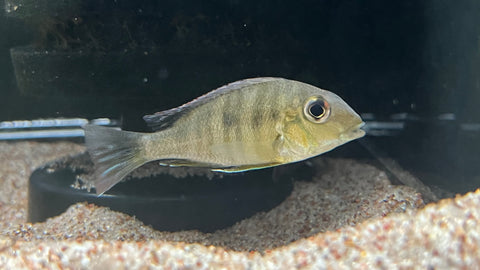 Red Head Tapajos (Geophagus pyrocephalus) - Small