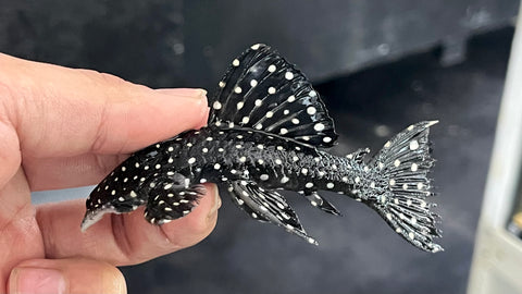 L-240 Vampire Pleco (Leporacanthicus cf. galaxias)