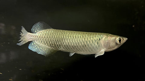 Jardini Arowana (Scleropages jardinii)