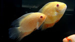 Red Spot Gold Severum (Heros efasciatus) - Medium