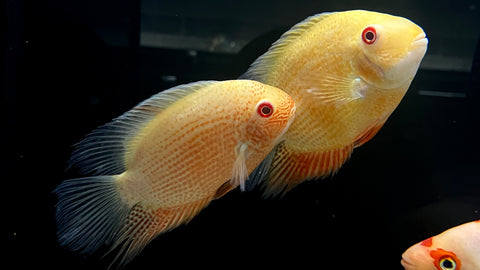 Red Spot Gold Severum (Heros efasciatus) - Medium