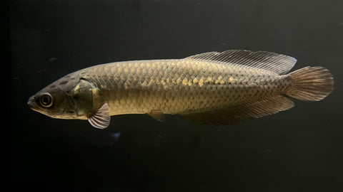 African Arowana (Heterotis niloticus)