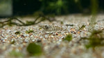 Zebra Babaulti Shrimp (Caridina cf. babaulti)