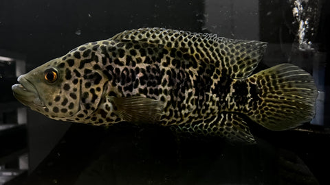 Jaguar Cichlid (Parachromis managuensis) - Large WYSIWYG