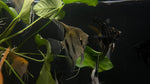 Assorted Angelfish (Pterophyllum scalare) - Medium