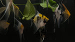 Assorted Angelfish (Pterophyllum scalare) - Medium