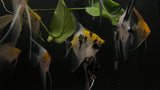 Assorted Angelfish (Pterophyllum scalare) - Medium