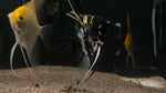Assorted Angelfish (Pterophyllum scalare) - Medium