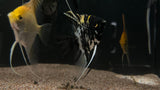 Assorted Angelfish (Pterophyllum scalare) - Medium