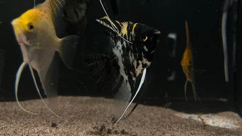 Medium Angelfish Assorted Angelfish (Pterophyllum scalare) - Medium – The Waterfront SLC