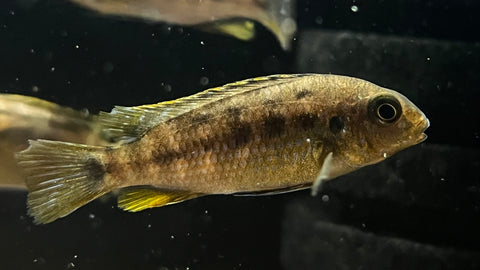 Red Head Mac (Tropheops sp.)