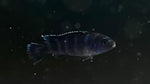 Demasoni Cichlid (Pseudotropheus demasoni)