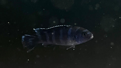 Demasoni Cichlid (Pseudotropheus demasoni)