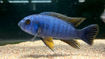 Blue Gold Fuelleborni Cichlid (Labeotropheus fuelleborni)