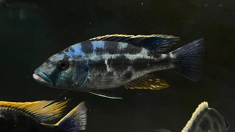 Livingstoni Cichlid (Nimbochromis livingstonii)