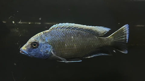 Venustus Cichlid (Nimbochromis venustus) - Large
