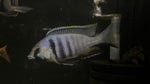 Deep Water Hap (Placidochromis electra)