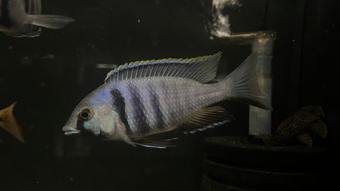 Deep Water Hap (Placidochromis electra)