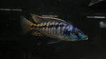 Malawi Gar (Lichnochromis acuticeps)