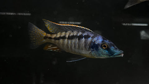 Malawi Gar (Lichnochromis acuticeps)