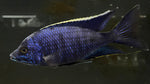 Ovatus Cichlid (Protomelas Spilonotus