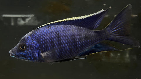 Ovatus Cichlid (Protomelas Spilonotus
