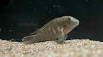Striped Goby Cichlid (Eretmodus cyanostictus)