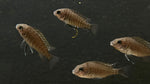 Petrochromis sp. Red Bulu