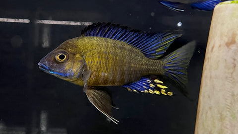 Chitande Peacock (Aulonocara ethelwynnae)