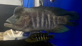 Wolf Cichlid (Parachromis dovii) - Jumbo Male (Cargo ONLY)