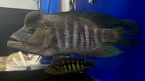 Wolf Cichlid (Parachromis dovii) - Jumbo Male (Cargo ONLY)
