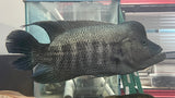 Wolf Cichlid (Parachromis dovii) - Jumbo Male (Cargo ONLY)