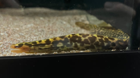 Tiger Moray (Gymnothorax polyuranodon) - Medium