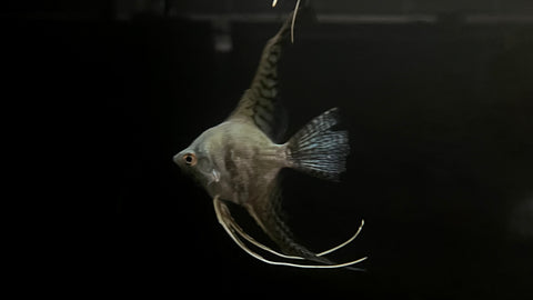 Veil Blue leopard Angelfish (Pterophyllum scalare sp.)