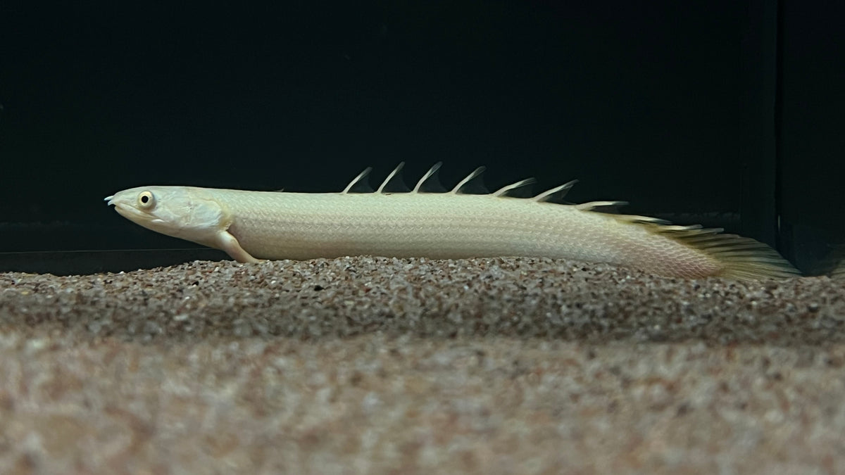 Leucistic Senegal Bichir (Polypterus senegalus) – The Waterfront SLC