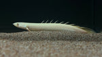 Leucistic Senegal Bichir (Polypterus senegalus)