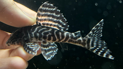 L-400 Hypancistrus sp.