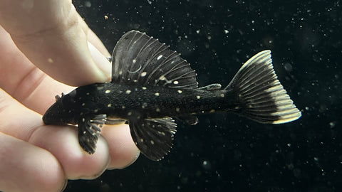 Luteus Pleco (Hypostomus luteus) - Captive Bred