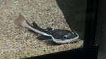Red Tail Catfish (Phractocephalus hemioliopterus)
