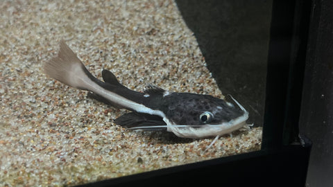 Red Tail Catfish (Phractocephalus hemioliopterus)